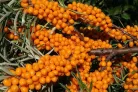 Tündérmese Szirup Homoktövis Béta-glükánnal 250g  (korábbi nevén Kisvakond)
