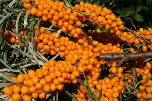 Tündérmese Szirup Homoktövis Béta-glükánnal 250g  (korábbi nevén Kisvakond)