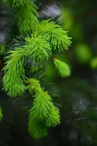 Drapal - TANNINI Erdeifenyőrügy Szirup Kakukkfűvel és Lándzsás Útifűvel 200ml