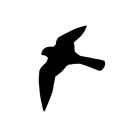 Ragadozómadár sziluett matrica, ablakra - sólyom