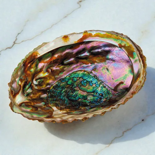 Croll&Denecke Muschelschalen-Schale
